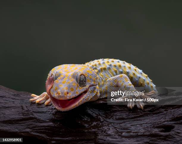close-up of gecko on tree trunk - geco foto e immagini stock