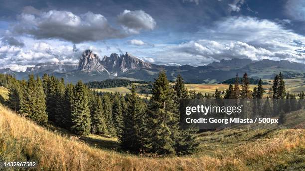 panoramic view of pine trees on field against sky,seggiovia sole chairlift,italy - seggiovia stockfoto's en -beelden