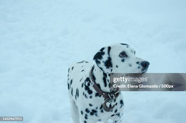 Dog Dalmatian White In Black Spots In Winter On White Snow High