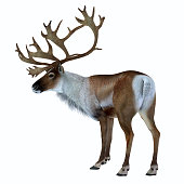 Caribou Buck Standing