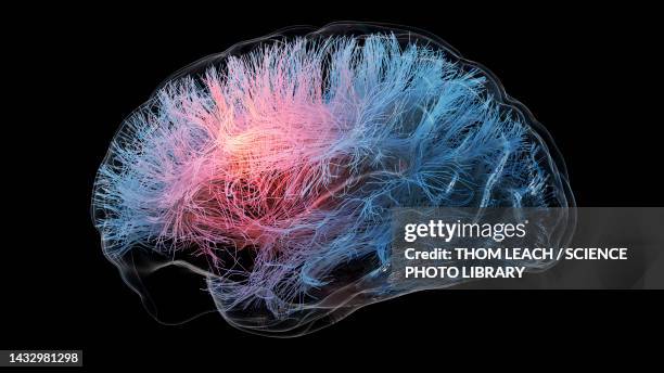 brain tractography, illustration - neuroscience stock pictures, royalty-free photos & images