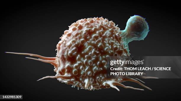 t cell attacking a cancer cell, illustration - cancer illness stock illustrations