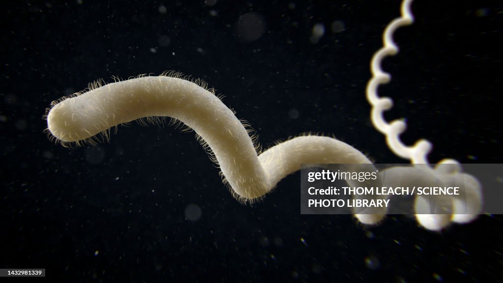 Leptospira bacterium, illustration