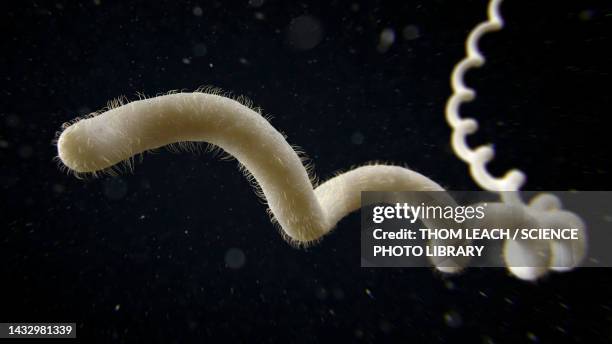 leptospira bacterium, illustration - leptospirosis stock pictures, royalty-free photos & images