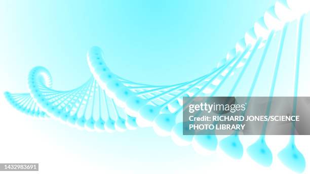 dna molecule, illustration - sequencing stock illustrations