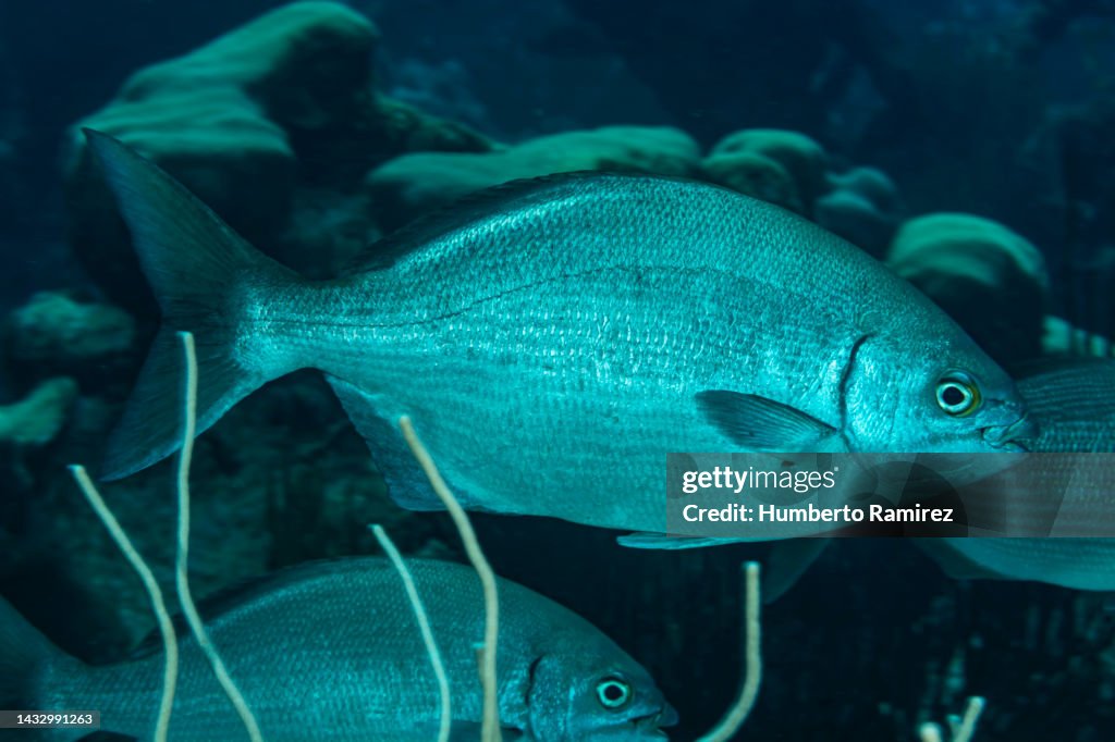 Bermuda Chub.