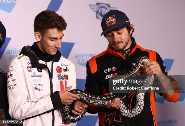 Riccardo Rossi of Italy and the SIC58 Squadre Corse and Remy Gardner of Australia and Tech3 KTM Factory Racing, pose with an Inland Carpet Python...