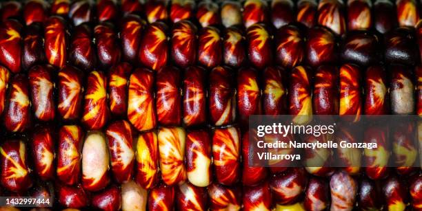 colourful indian corn - maíz criollo fotografías e imágenes de stock