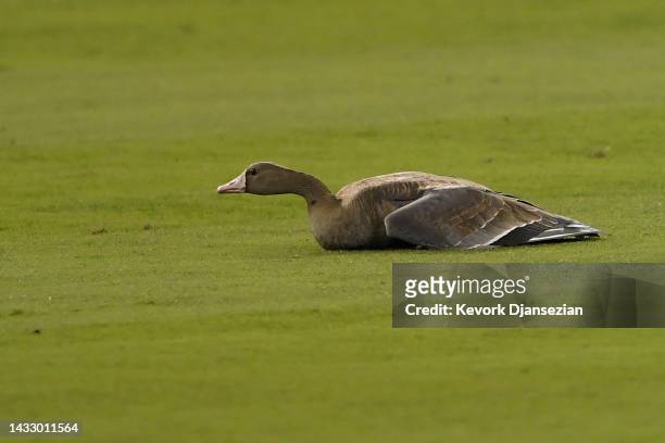 Goose sits on the field during the eighth inning of game two of the National League Division Series between the Los Angeles Dodgers and San Diego...
