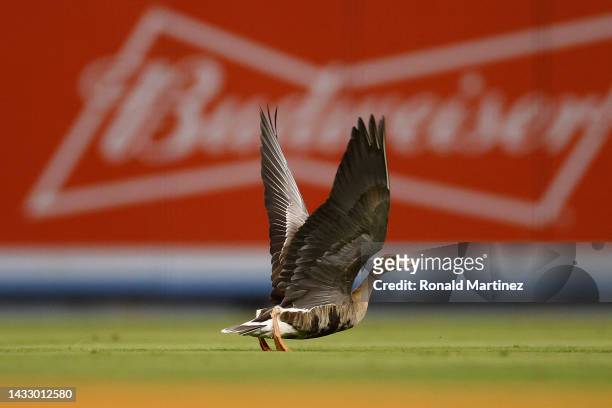 Goose flies on the field during the eighth inning of game two of the National League Division Series between the Los Angeles Dodgers and San Diego...