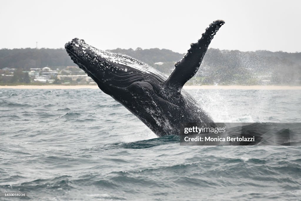 Humpback whales swimming and breaching in the pacific ocean