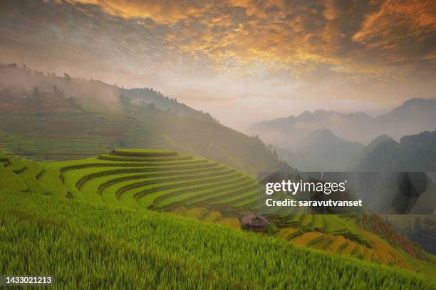 green rice fields on terraced in mu cang chai, vietnam rice field - terrassenfeld stock-fotos und bilder