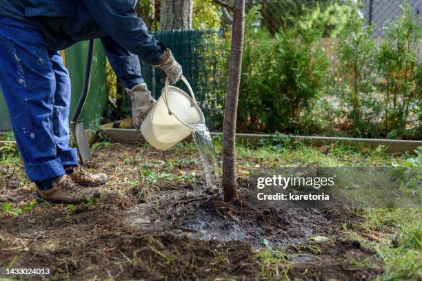 man watering freshly planted tree - planting fruit tree stock pictures, royalty-free photos & images