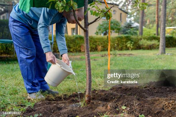 man watering freshly planted tree - planting fruit tree stock pictures, royalty-free photos & images
