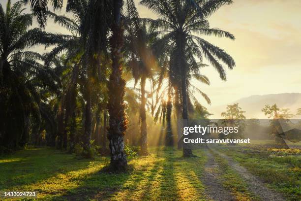 palm oil plantation and morning sunlight.palm oil plantation at rainforest edge. - oil palm imagens e fotografias de stock