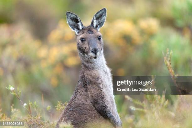 wet kangaroo - grey kangaroo stock pictures, royalty-free photos & images