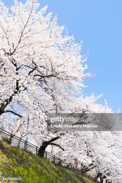 cherry trees in bloom - 桜並木 ストックフォトと画像