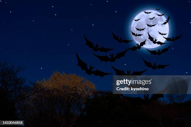 supermoon rising over the flying bat - vampire silhouette stock pictures, royalty-free photos & images