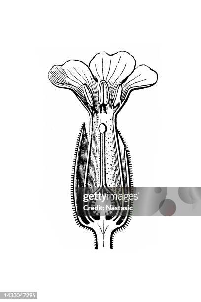 primula veris, cowslip - cowslip stock illustrations