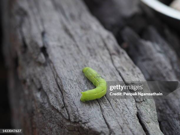 green worm on wood - maggot stock pictures, royalty-free photos & images