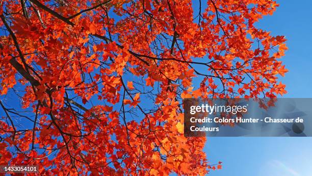 close-up of the  red leaves of a maple tree during the indian summer in montreal, qc, canada - maple tree stockfoto's en -beelden