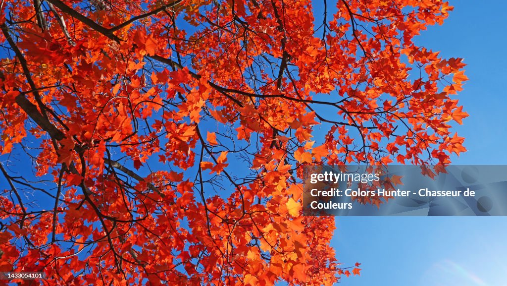Close-up of the red leaves of a maple tree during the Indian summer in Montreal, Qc, Canada
