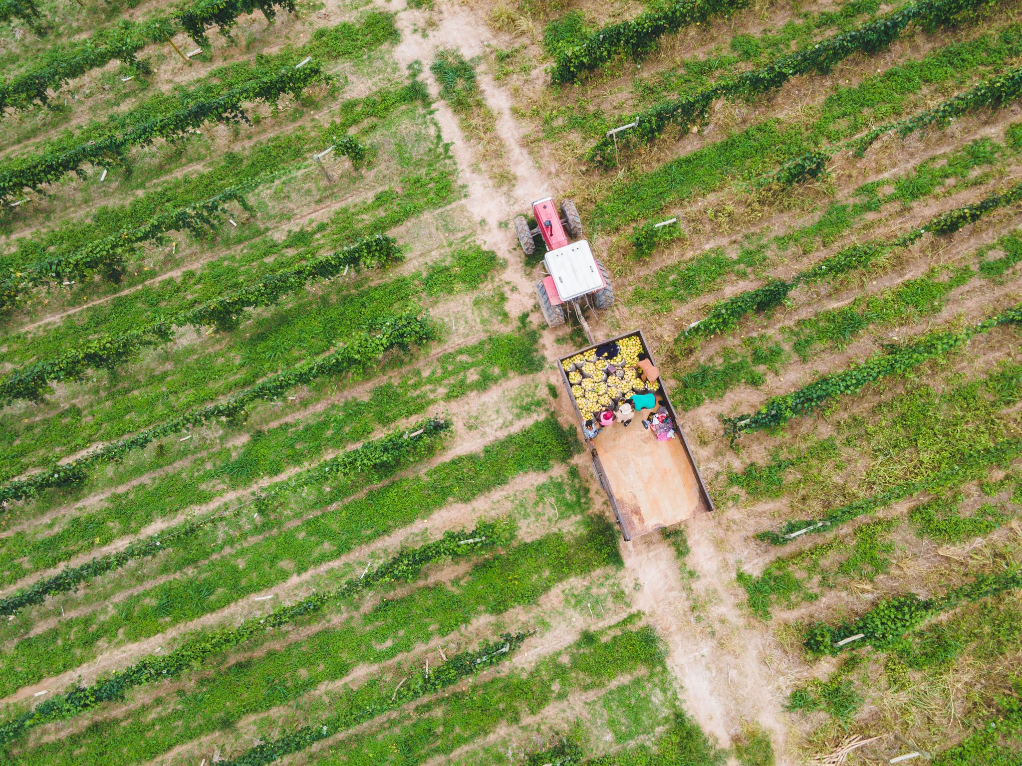 ghana agriculture