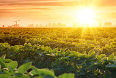 Irrigation system on agricultural soybean field at sunset