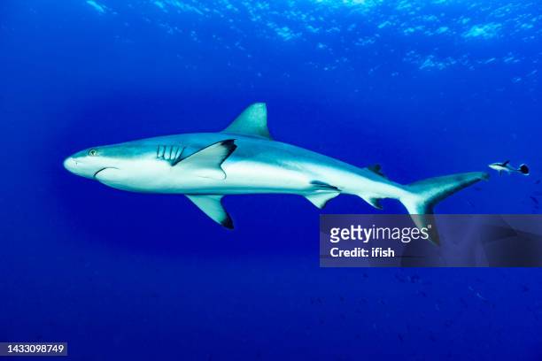 schwarzschwanz-riffhaie carcharhinus amblyrhynchos, blue corner, palau, mikronesien - remora fish stock-fotos und bilder