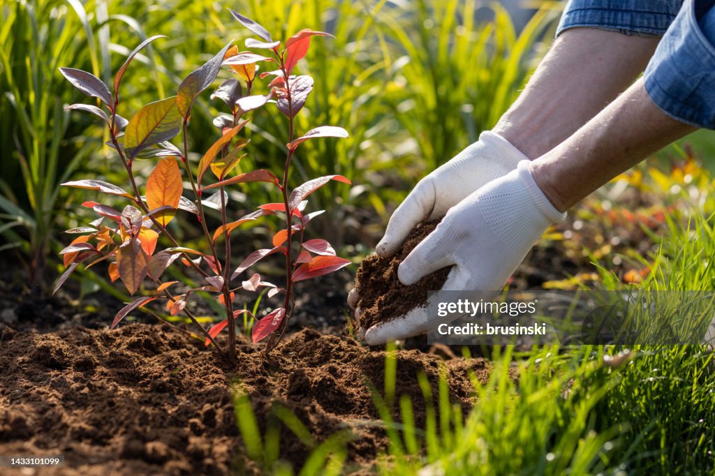 Ein Mann arbeitet in seinem eigenen Garten. Hände aus nächster Nähe