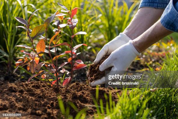 un hombre trabaja en su propio jardín. manos cerradas - fertilizante fotografías e imágenes de stock