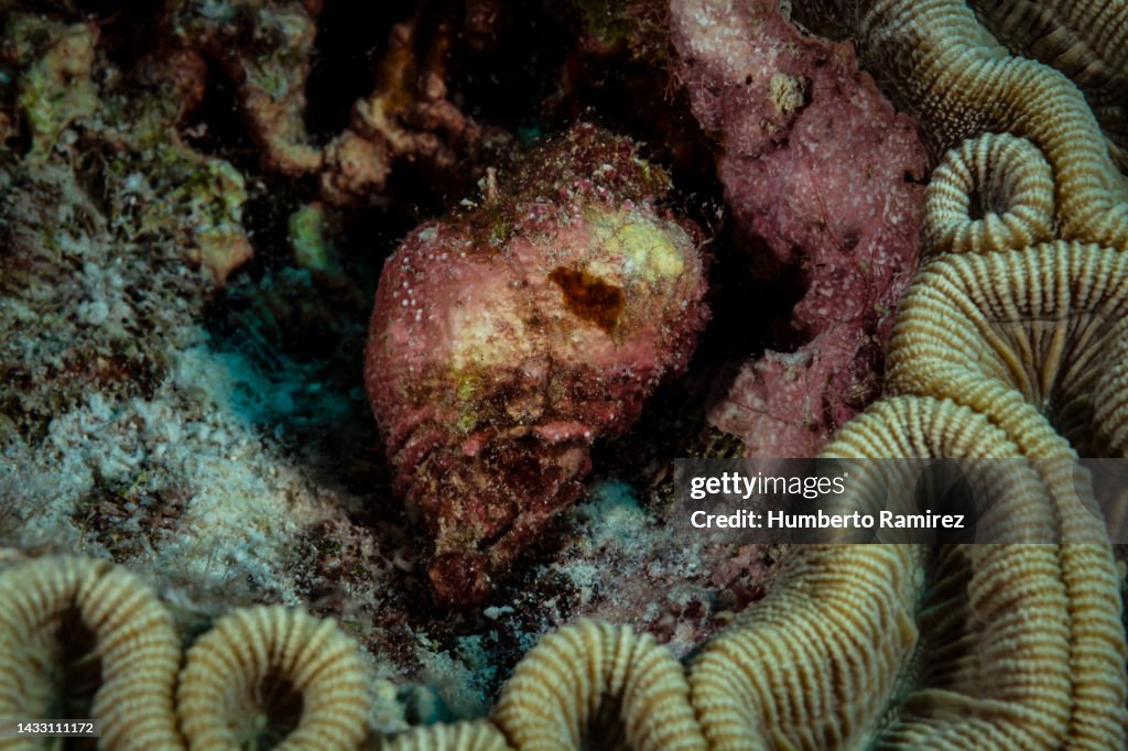 Sea Snail.