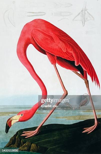 ilustrações, clipart, desenhos animados e ícones de flamingo - tropical bird