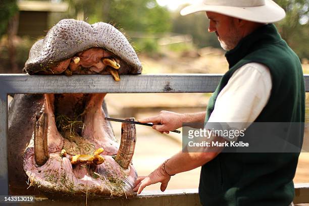 Happy" the hippo has his tusks filed by keeper Anthony Dorrian at Taronga Western Plains Zoo on April 20, 2012 in Dubbo, Australia. The popular 35...
