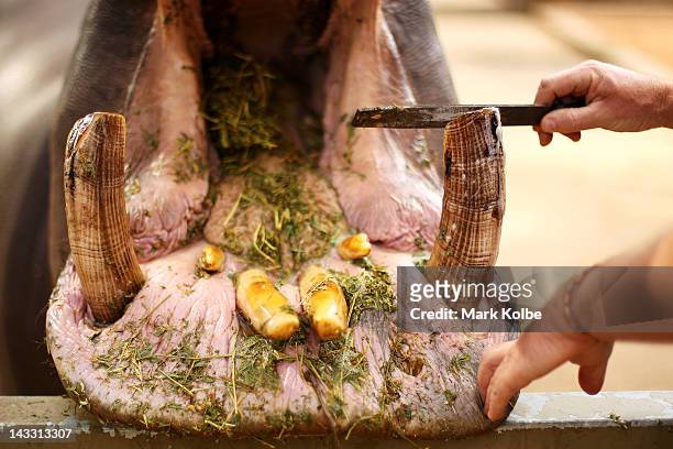 Happy" the hippo has his tusks filed by keeper Anthony Dorrian at Taronga Western Plains Zoo on April 20, 2012 in Dubbo, Australia. The popular 35...