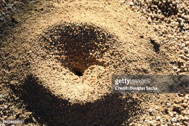 insect ant mound - picada de hormiga de fuego roja fotografías e imágenes de stock