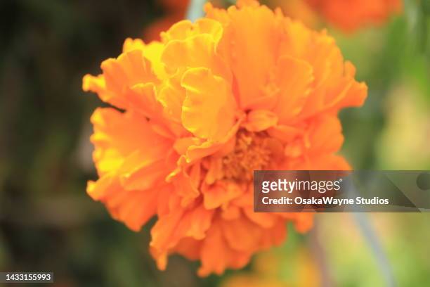 orange flower head of blooming plant - akha stock pictures, royalty-free photos & images