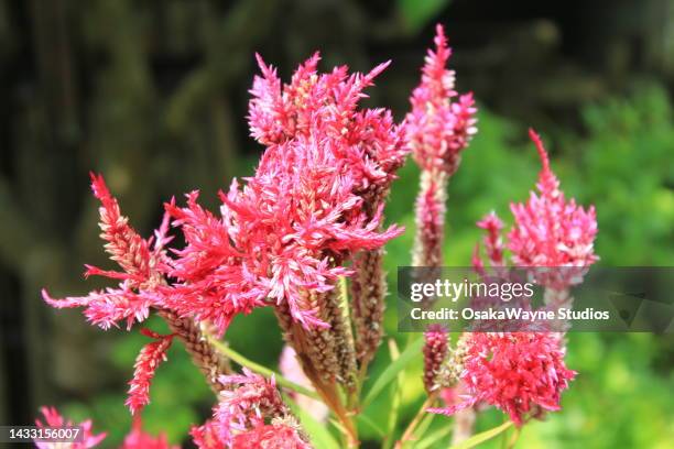 group of uncultivated blooming plants in nature - akha stock pictures, royalty-free photos & images