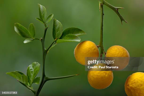 poncirus trifoliata (japanese bitter-orange, hardy orange, chinese bitter orange, trifoliate orange) - fruits - trifoliate stock pictures, royalty-free photos & images