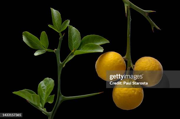 poncirus trifoliata (japanese bitter-orange, hardy orange, chinese bitter orange, trifoliate orange) - fruits - trifoliate stock pictures, royalty-free photos & images