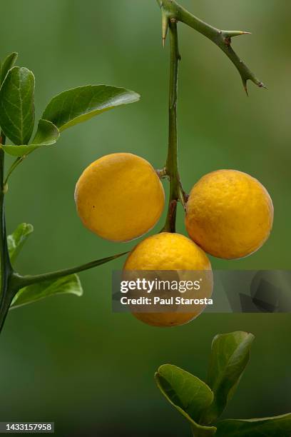 poncirus trifoliata (japanese bitter-orange, hardy orange, chinese bitter orange, trifoliate orange) - fruits - trifoliate stock pictures, royalty-free photos & images