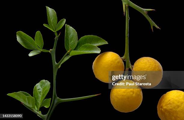 poncirus trifoliata (japanese bitter-orange, hardy orange, chinese bitter orange, trifoliate orange) - fruits - trifoliate stock pictures, royalty-free photos & images