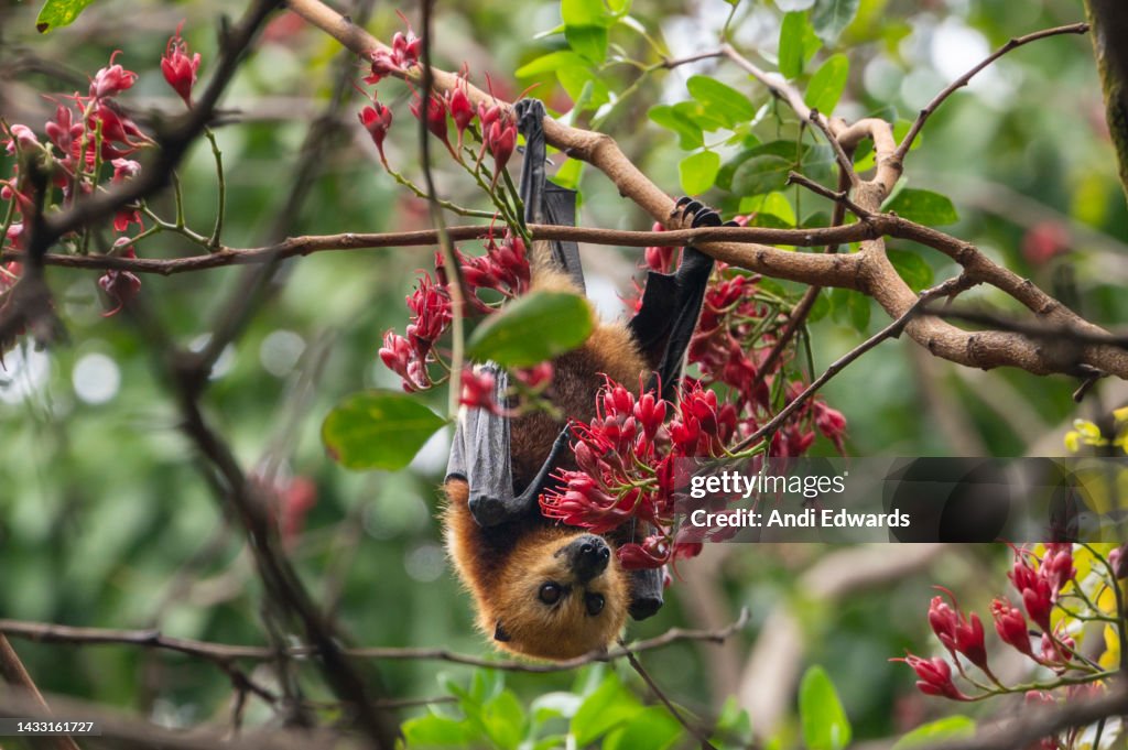 Mauritian fruit bat or flying fox, pteropus niger