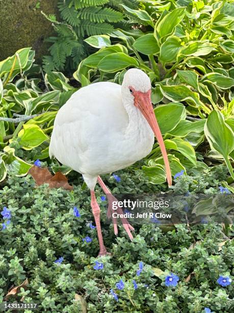 wild white ibis bird walking in a flower bed - ibis stock-fotos und bilder