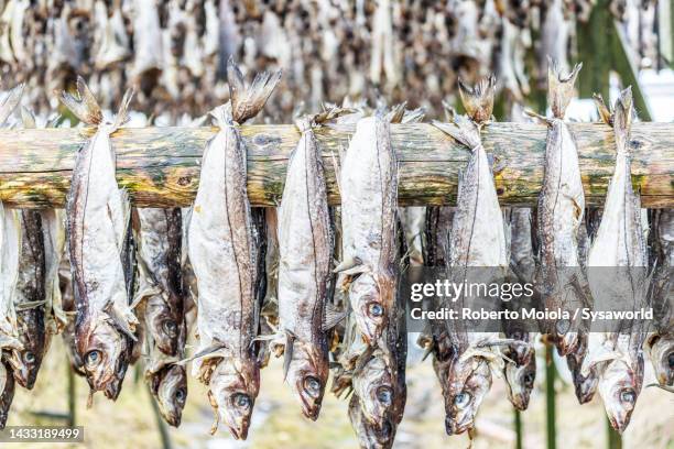 Haddock Display 99 Norway Haddock Stock Photos, High-Res Pictures, and Images - Getty ...