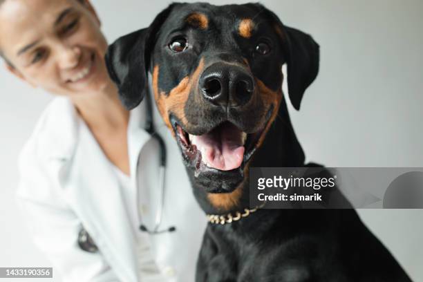 animal hospital - white doberman pinscher stock pictures, royalty-free photos & images