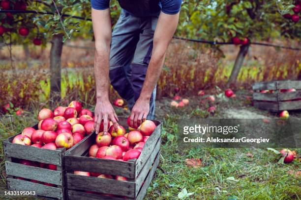 wooden crates full of beautiful red apples during harvest on orchard - macedonia country stock pictures, royalty-free photos & images