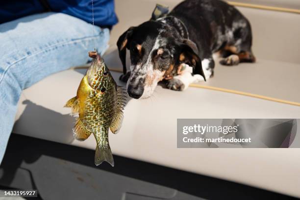 dachshund dog intrigued by a freshly caught pumpkinseed sunfish. - pontoon boat stock pictures, royalty-free photos & images