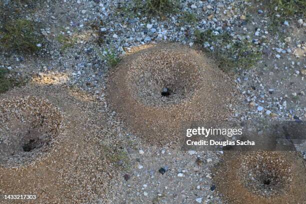 ant nests in the wild - colony of ants stock pictures, royalty-free photos & images