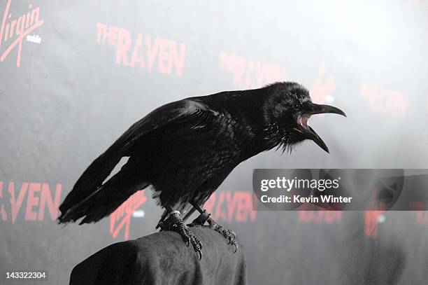 Raven sits on a perch at a special screening of Relativity Media's "The Raven" at the Los Angeles Theater on April 23, 2012 in Los Angeles,...